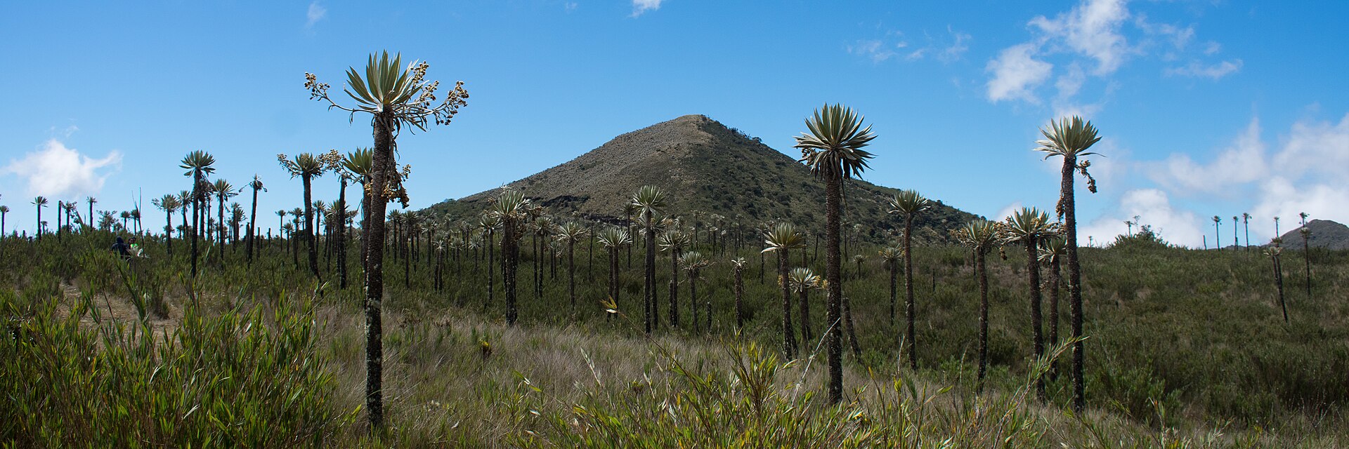 Páramo-Landschaft im Nationalpark Chingaza, kolumbianische Anden
