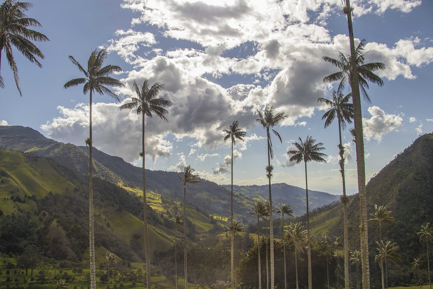Wachspalmen im Valle de Cocora, Quindío