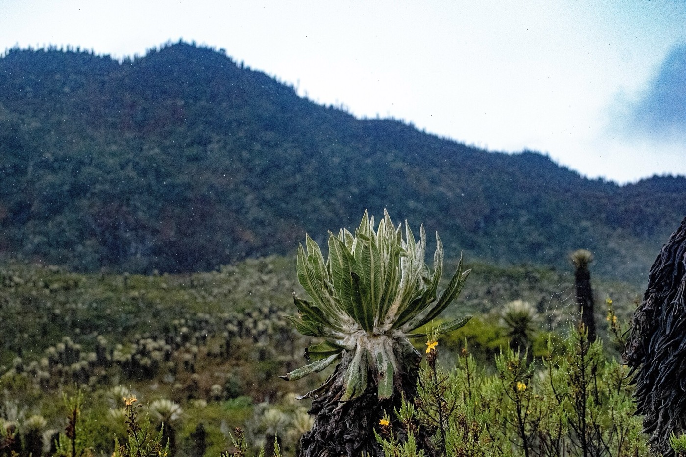 Frailejones-Pflanzen im Páramo von Murillo, Tolima